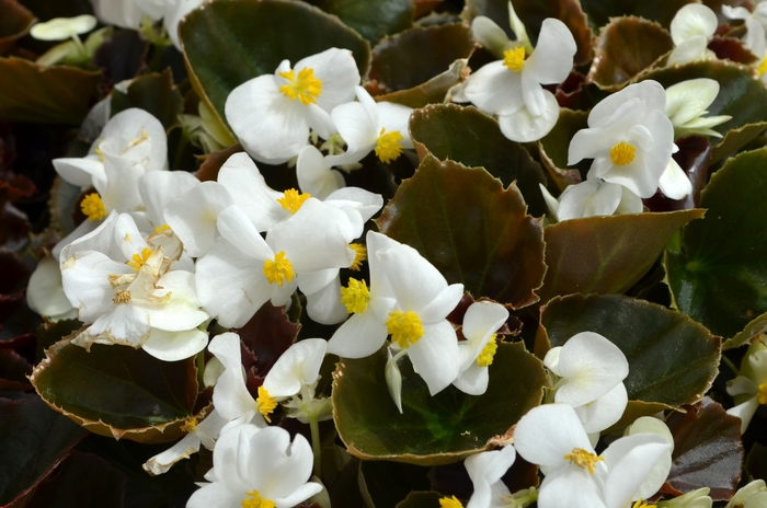 Cocktail® Whiskey - Begonia semperflorens (Wax Begonia) from 93 Nursery