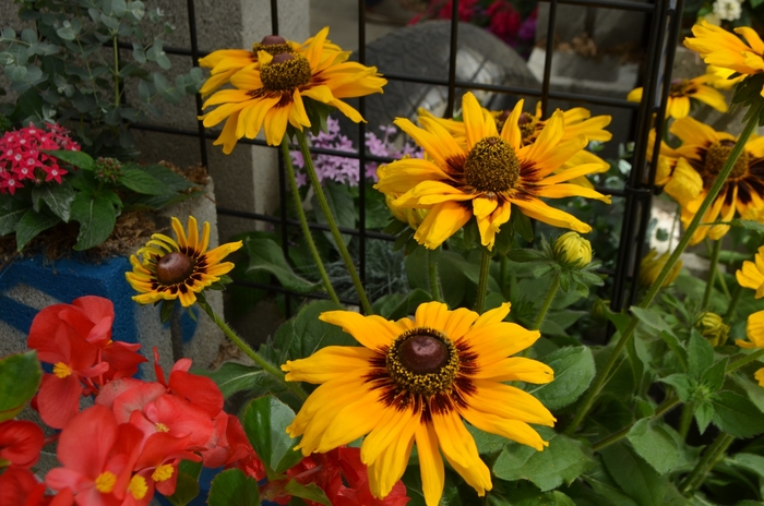 'Denver Daisy™' Black-Eyed Susan - Rudbeckia hirta from 93 Nursery
