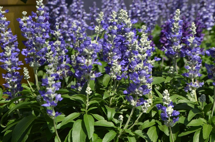 Farina® 'Blue Bicolor' - Salvia farinacea (Mealycup Sage) from 93 Nursery