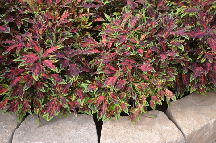 Flame Thrower™ 'Chili Pepper' - coleus from 93 Nursery