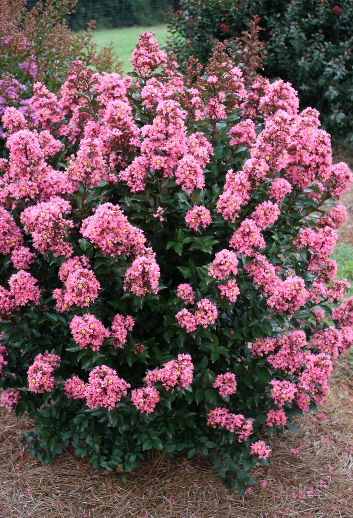 'Coral Magic' Crapemyrtle - Lagerstroemia from 93 Nursery