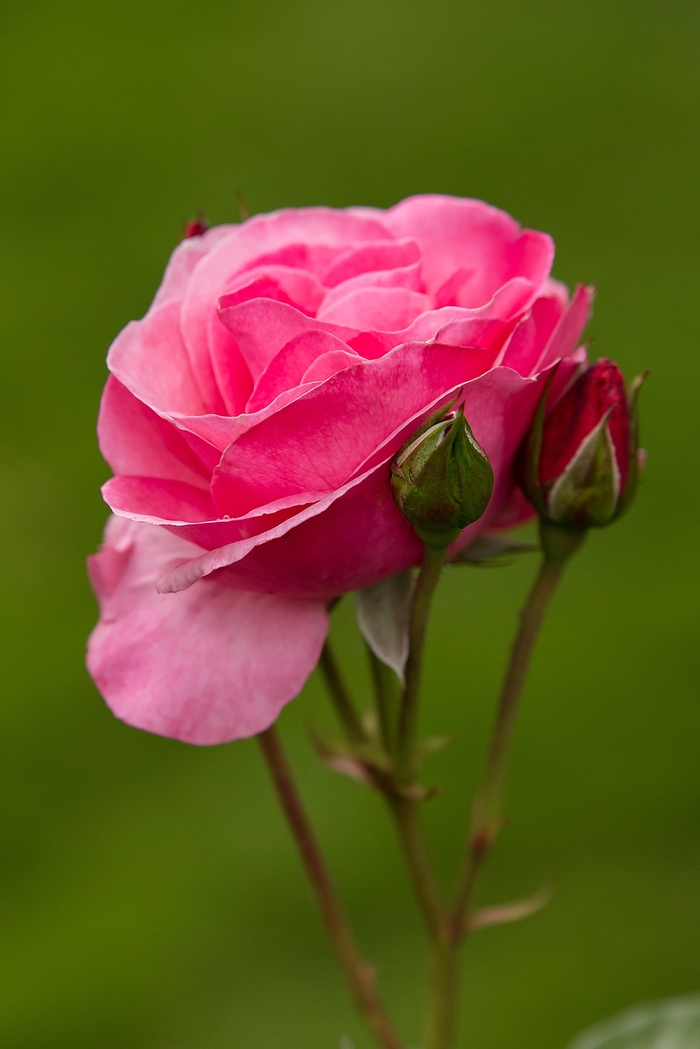 Easy Elegance® 'Grandma's Blessing' - Rosa (Shrub Rose) from 93 Nursery