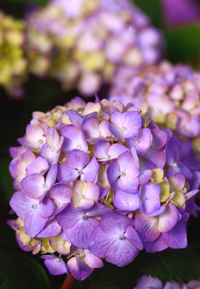 BloomStruck® - Hydrangea macrophylla from 93 Nursery