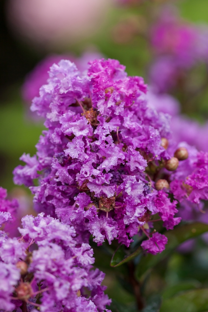 'Purple Magic' Crapemyrtle - Lagerstroemia from 93 Nursery