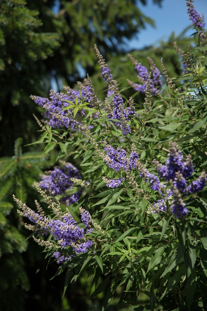 'Delta Blues™' Chastetree - Vitex agnus-castus from 93 Nursery