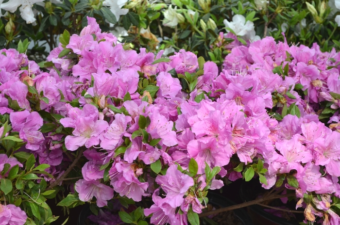Encore® 'Autumn Lilac®' - Rhododendron (Azalea) from 93 Nursery
