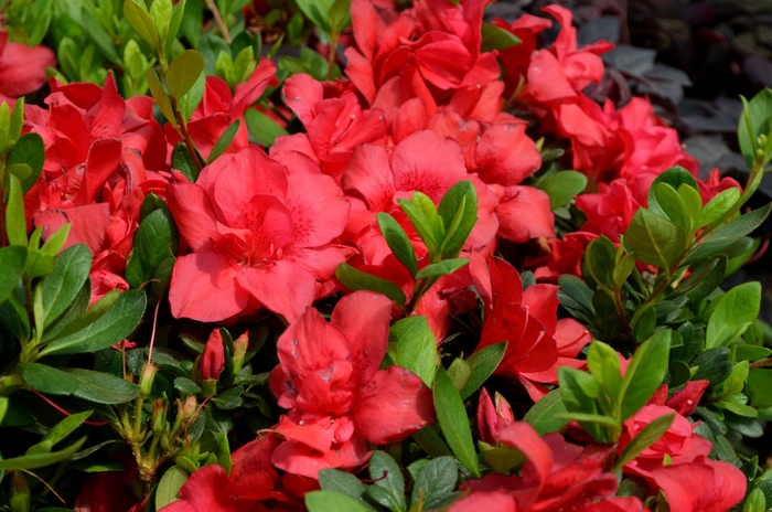 Encore® 'Autumn Bonfire®' - Rhododendron (Azalea) from 93 Nursery