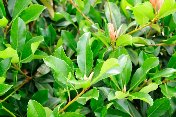 Loquat - Eriobotrya x coppertone from 93 Nursery