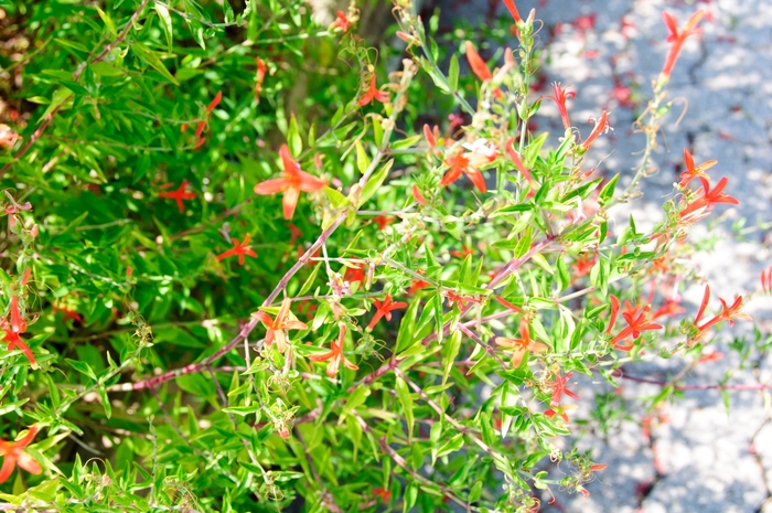 Flame Acanthus - Anisacanthus quadrifidus var. wrightii from 93 Nursery