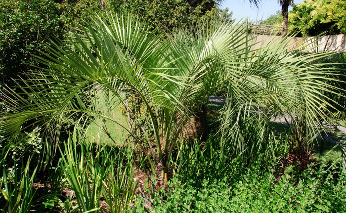 Pindo Palm - Butia capitata from 93 Nursery