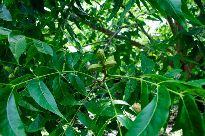 'Choctaw' Hardy Pecan - Carya illinoinensis from 93 Nursery