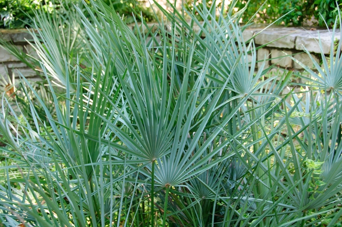 Mediterranean Fan Palm - Chamaerops humilis var. cerifera from 93 Nursery