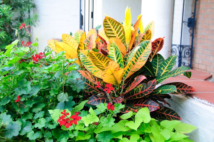 'Petra' Croton - Codiaeum variegatum from 93 Nursery