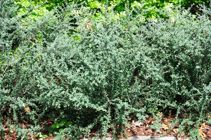 Cotoneaster Gray - Cotoneaster glaucophyllus from 93 Nursery