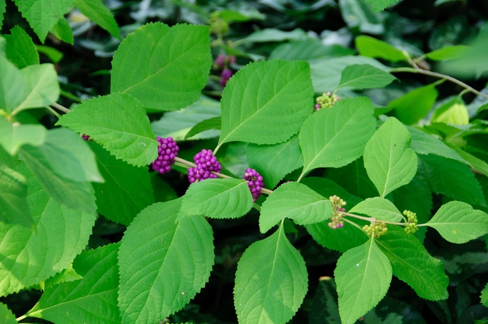 Beautyberry - Callicarpa americana from 93 Nursery