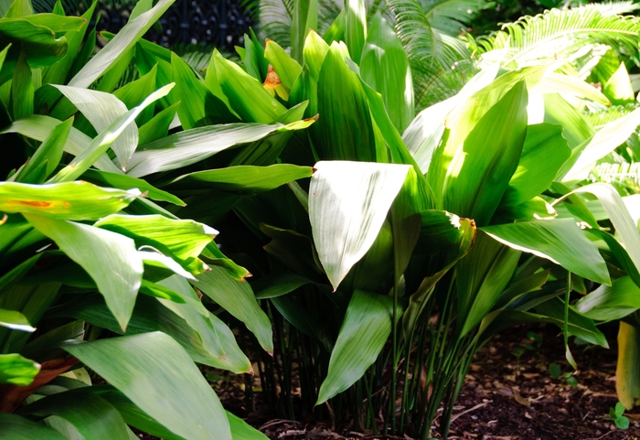 Cast Iron Plant - Aspidistra elatior from 93 Nursery