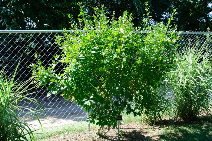 Holly Possum Haw - Ilex decidua from 93 Nursery