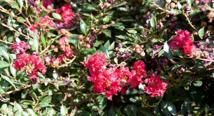 'Cherry Dazzle®' Crapemyrtle - Lagerstroemia from 93 Nursery