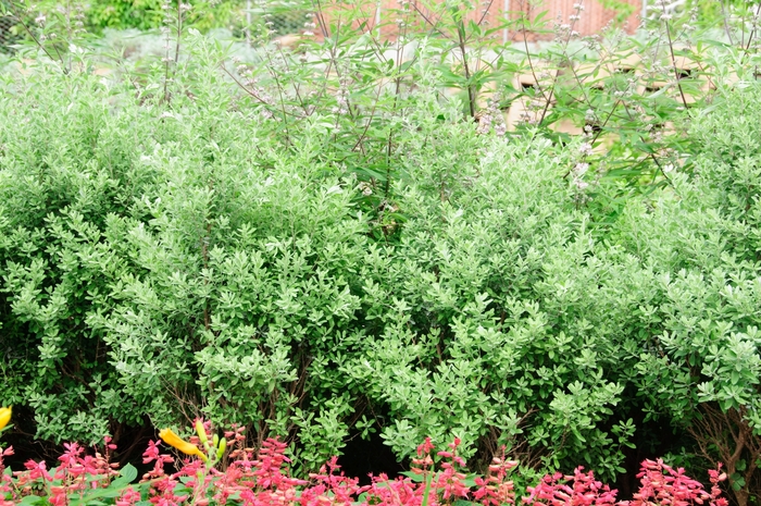 'Silverado' Texas Sage - Leucophyllum frutescens from 93 Nursery