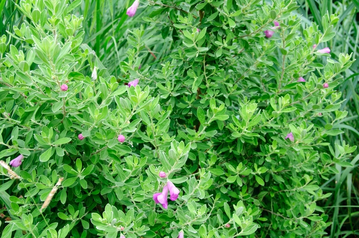 'Green Cloud' Texas Sage - Leucophyllum frutescens from 93 Nursery