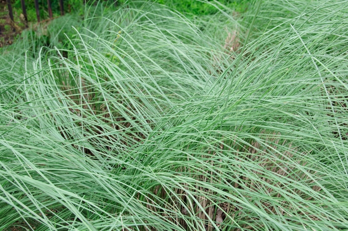 Muhly Grass - Muhlenbergia lindheimeri from 93 Nursery