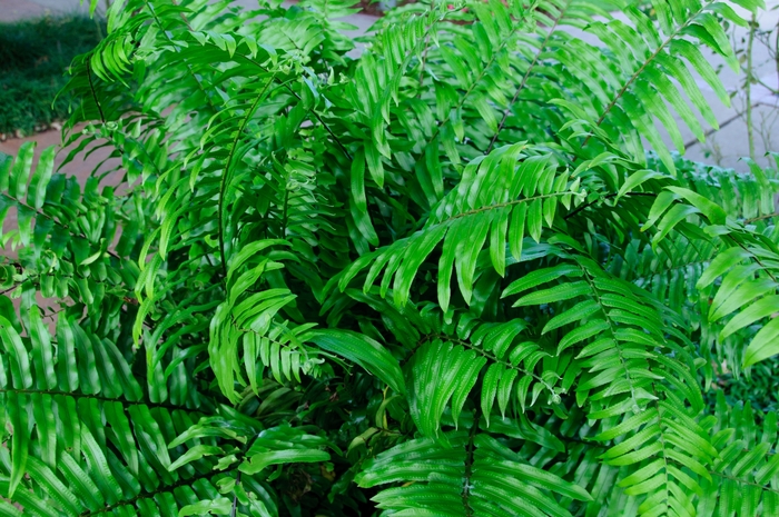 Macho Fern - Nephrolepis biserrata from 93 Nursery