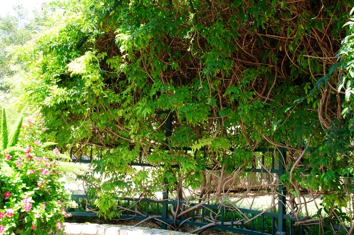 Summer Vine Wisteria - Millettia reticulata from 93 Nursery