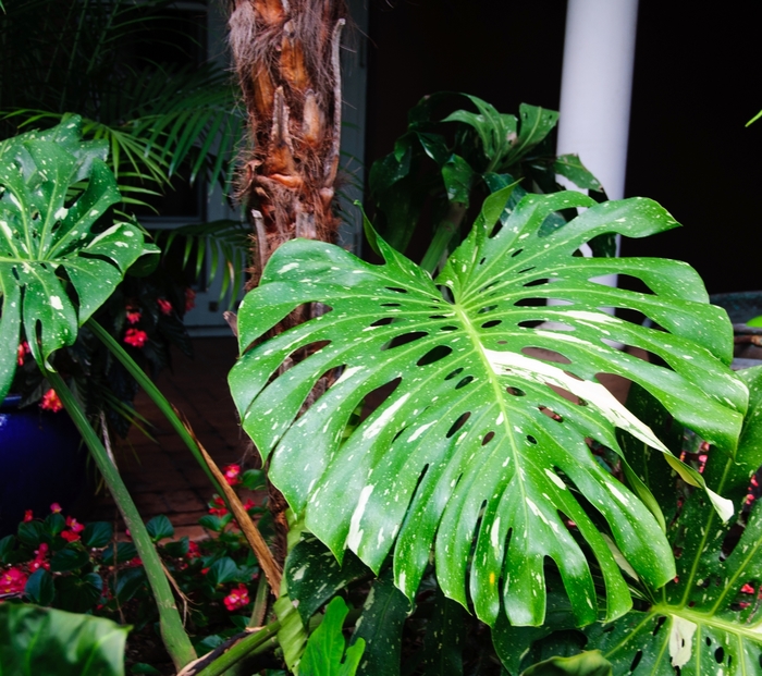 'Cheesecake' Variegated Split-leaf Philodendron - Monstera deliciosa from 93 Nursery