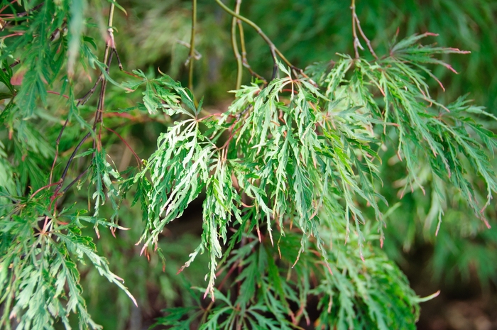 Japanese Maple 'Inaba Shidare' - Acer palmatum var. dissectum from 93 Nursery