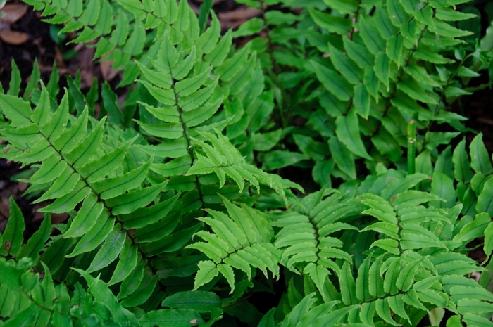 Holly Fern - Polystichum makinoi from 93 Nursery