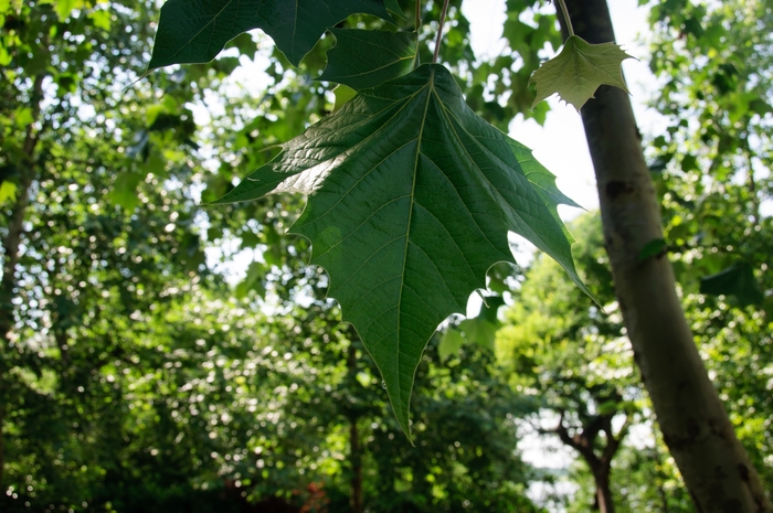 Mexican Sycamore - Platanus mexicana from 93 Nursery