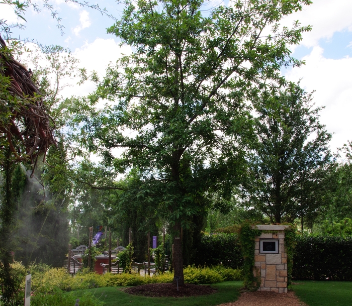 Monterrey Oak - Quercus polymorpha from 93 Nursery