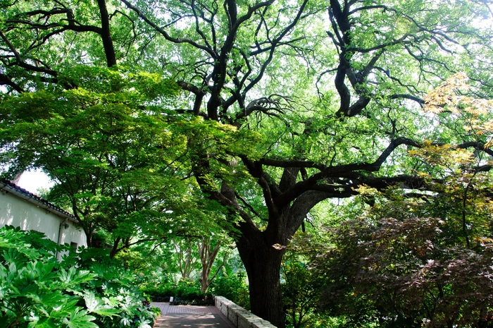 Live Oak - Quercus virginiana from 93 Nursery