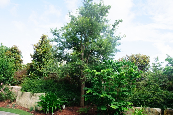 Live Oak - Quercus virginiana from 93 Nursery