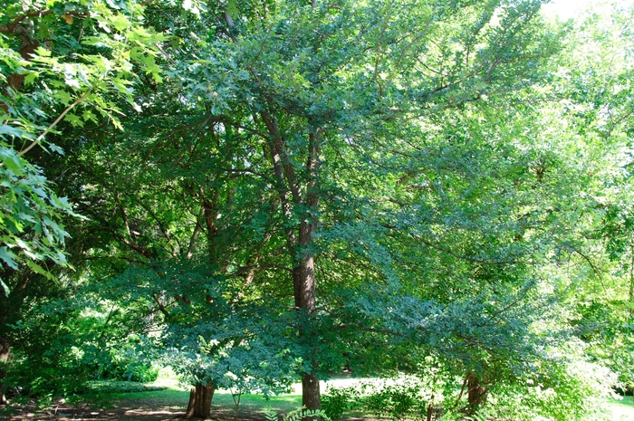 Cedar Elm - Ulmus crassifolia from 93 Nursery