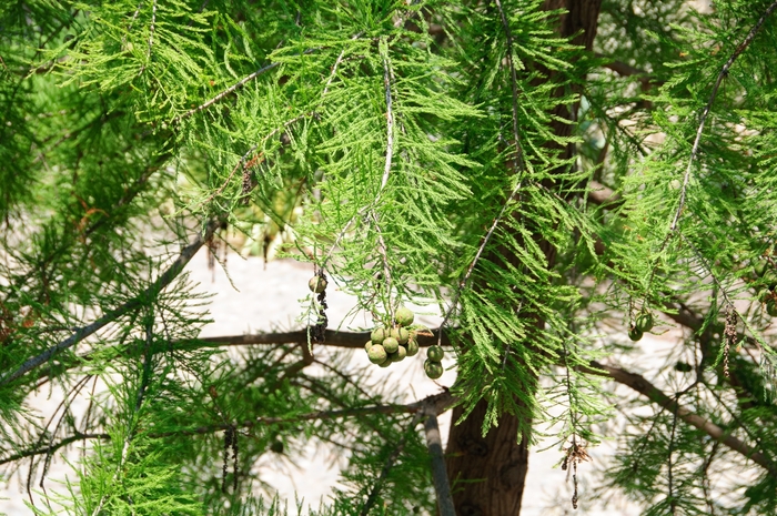 Pond Cypress - Taxodium ascendens from 93 Nursery