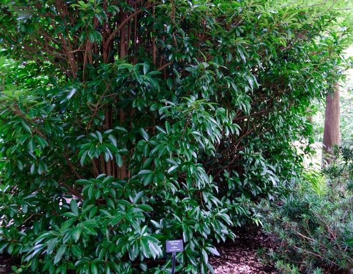 Sandanqwa Viburnum - Viburnum suspensum from 93 Nursery