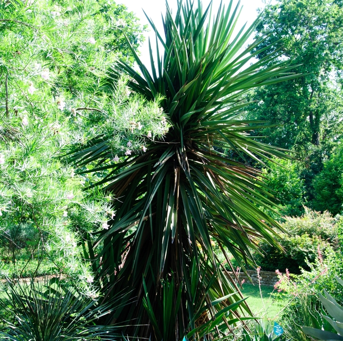 Spanish Dagger - Yucca treculeana from 93 Nursery