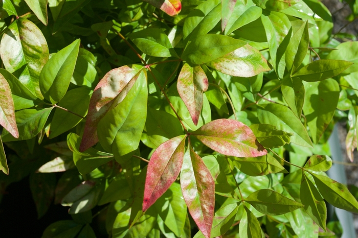 'Firepower' Heavenly Bamboo - Nandina domestica from 93 Nursery