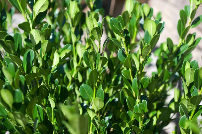 'Winter Gem' Boxwood - Buxus microphylla japonica from 93 Nursery