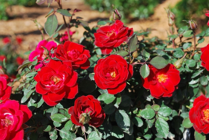 Sunrosa® 'Red' - Rosa (Shrub Rose) from 93 Nursery