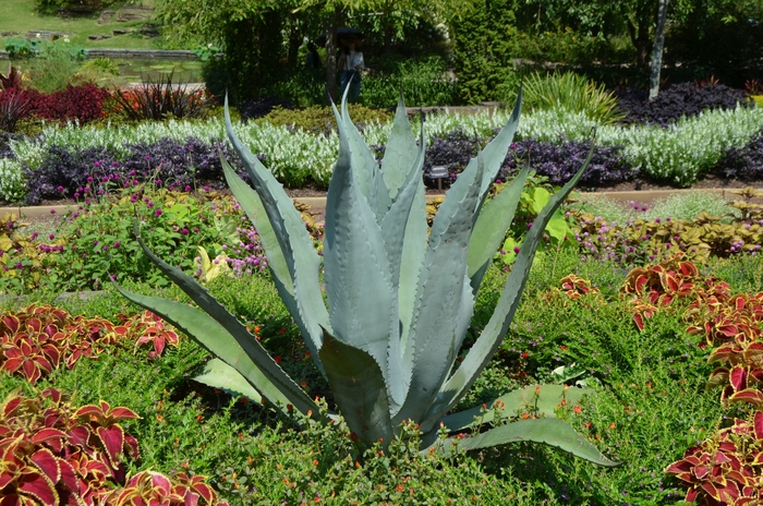 Century Plant (Americana) - Agave americana from 93 Nursery