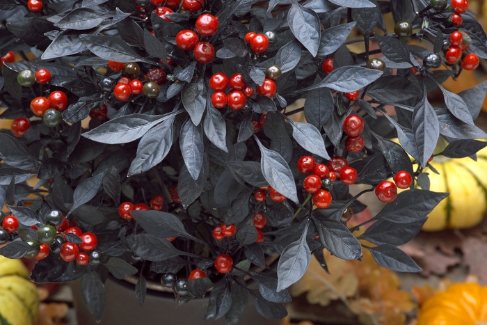 'Onyx Red' Ornamental Pepper - Capsicum annuum from 93 Nursery