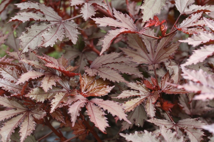 'Mahogany Splendor' Red-leaf Hibiscus - Hibiscus acetosella from 93 Nursery