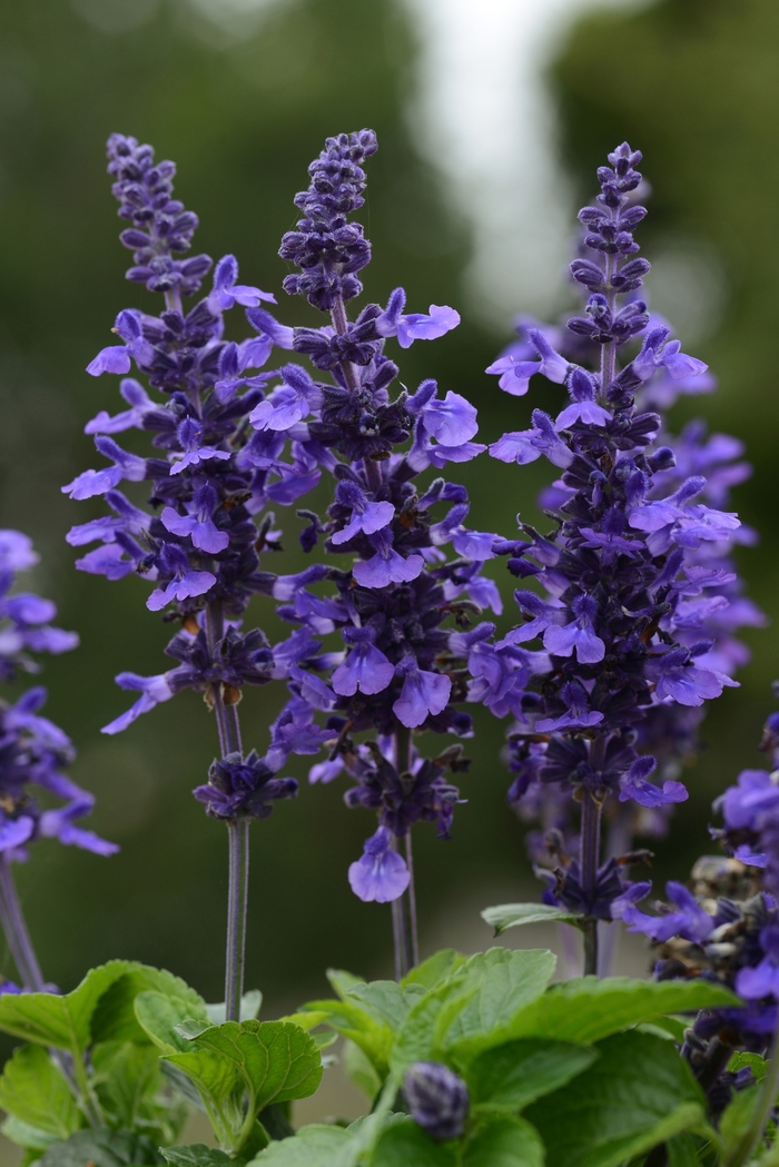 'Mysty' Sage - Salvia longispicata x farinacea from 93 Nursery