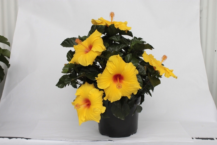 Sunny Yellow Hibiscus - Hibiscus from 93 Nursery