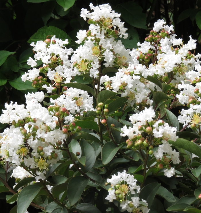 'French Vanilla Petite' Crape Myrtle - Lagerstroemia indica from 93 Nursery