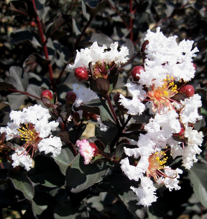 'Ebony and Ivory' Crape Myrtle - Lagerstroemia from 93 Nursery