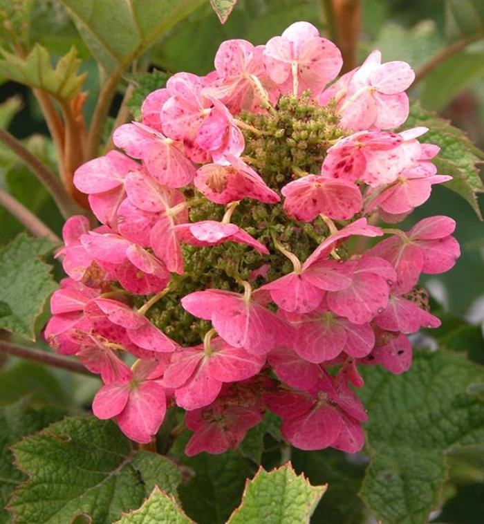 'Ruby Slippers' Qakleaf Hydrangea - Hydrangea quercifolia from 93 Nursery
