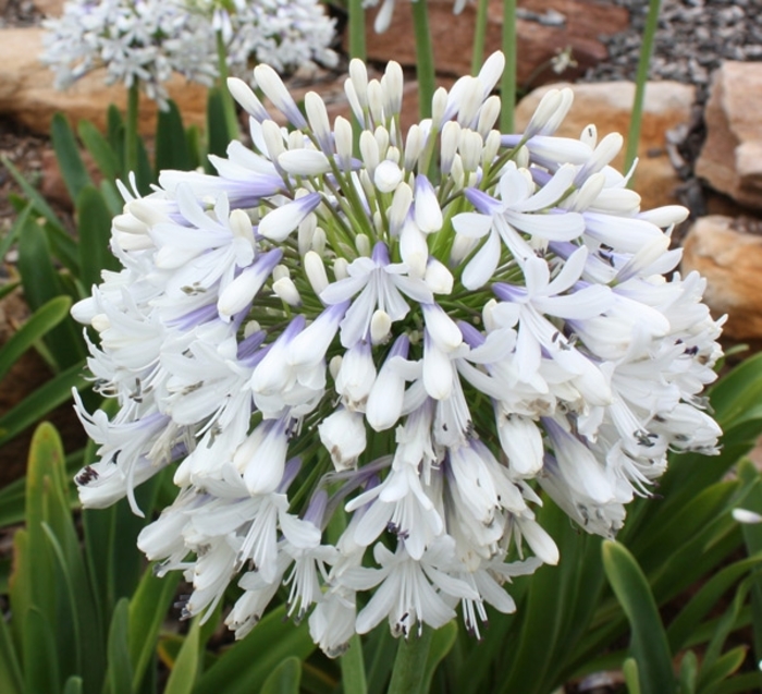 'Queen Mum™' African Lily - Agapanthus orientalis from 93 Nursery